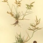 Eragrostis cilianensis Цвят