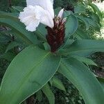 Cheilocostus speciosus Цвят