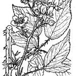 Rubus questieri Övriga