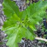 Chenopodiastrum murale Leaf