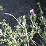 Lithodora hispidula Yeri
