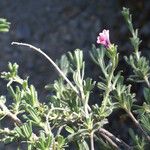 Lithodora hispidula Habit