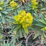 Euphorbia dendroides Flower