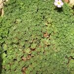 Dionysia curviflora Hoja