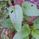 Scrophularia auriculata Leaf