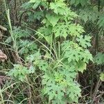 Montanoa hibiscifolia عادت