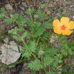 Kallstroemia grandiflora Yeri