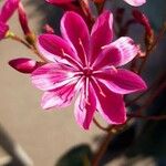 Lewisia longipetala ᱵᱟᱦᱟ