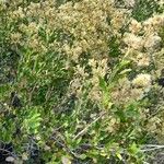 Proustia cuneifolia Συνήθη χαρακτηριστικά