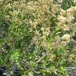 Proustia cuneifolia Hábito