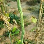 Vigna unguiculata Fruit