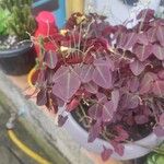 Oxalis hedysaroides Hoja