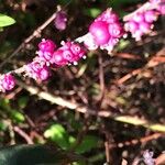 Symphoricarpos orbiculatus ഫലം