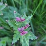 Geranium sylvaticumফুল