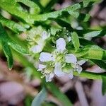 Lepidium coronopus Kukka