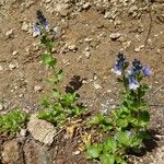 Veronica serpyllifolia Hábito