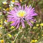 Volutaria muricata Fula