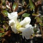 Rhododendron laudandum