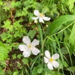 Ranunculus platanifolius Flower