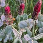 Trifolium incarnatum Λουλούδι