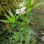 Erigeron philadelphicus অভ্যাস