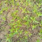 Ludwigia hyssopifolia आदत