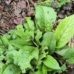 Symphytum caucasicum Folha