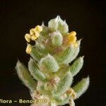 Bassia tomentosa 果