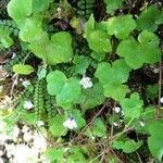 Cymbalaria muralis Ліст