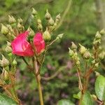 Rosa pendulina Fruit