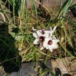 Ixia maculata Flower