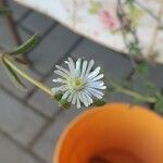 Mesembryanthemum nodiflorum Blomma