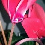 Cyclamen repandum Flor