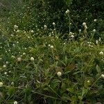 Alternanthera flavescens Flower