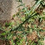Galactites duriaei Likasa