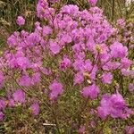 Rhododendron mucronulatum অভ্যাস