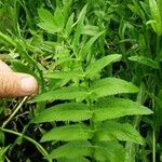 Sium latifolium Hoja