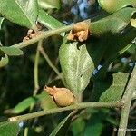 Diospyros impolita 葉