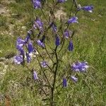 Campanula sibirica ᱥᱟᱠᱟᱢ