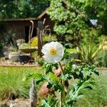 Argemone albiflora Fleur