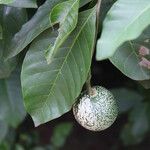 Voacanga africana Frukt