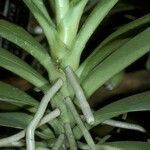 Phalaenopsis cornu-cervi Кора
