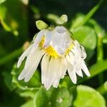 Bellis perennis 花