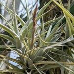 Tillandsia albida Feuille