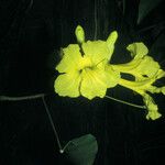 Handroanthus serratifolius പുഷ്പം
