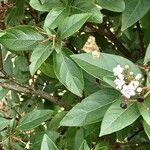 Viburnum rugosum Fuelha