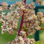 Chenopodiastrum hybridum 花