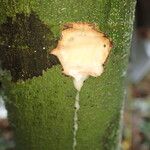 Treculia africana Casca