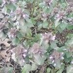 Lamium purpureumBlad