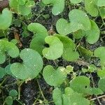 Dichondra carolinensis Feuille